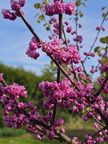 fleurs arbre de judé canada